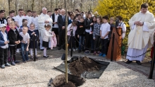 Dąb Niepodległości